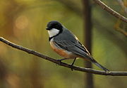 Pachycephala rufiventris