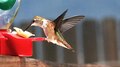 Datei: Rufous Kolibri füttert in Zeitlupe.webm