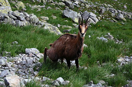 Chamois (Rupicapra rupicapra) in the Tatra Mountains (Červená dolina).