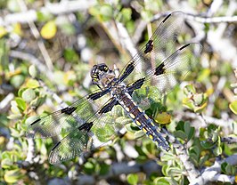 Libellula nodisticta