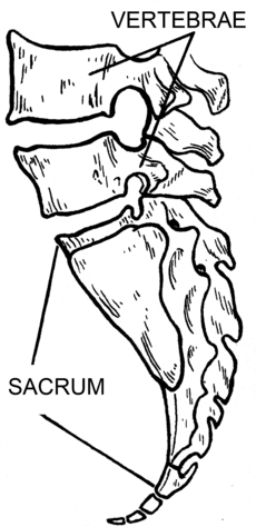Sacrum (PSF).png