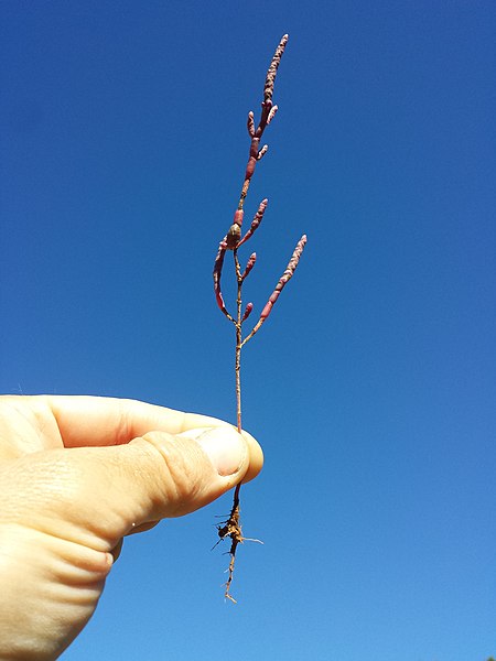 File:Salicornia perennans sl2.jpg