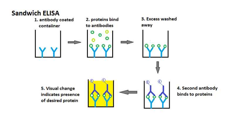 File:Sandwich ELISA.png