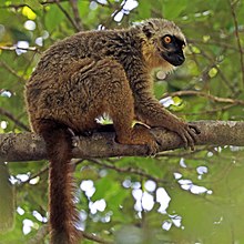 Sanford's brown lemur (Eulemur sanfordi) male.jpg