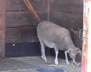 <span class="mw-page-title-main">Santa Cruz sheep</span> Breed of sheep