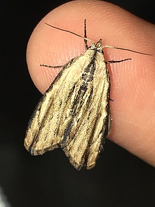 <i>Sarbena</i> Genus of moths