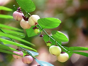 Katuk, Star gooseberry, or Sweet leaf (Sauropus androgynus)