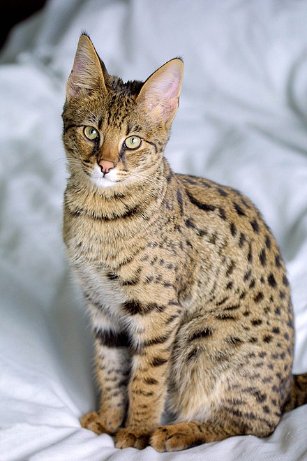 Другая порода кошек. Саванна кошка. Оцикет метис. Абиссинская Саванна кошка. Серенгети (порода кошек).