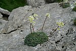 Thumbnail for Saxifraga crustata