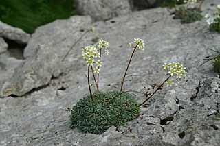 <i>Saxifraga crustata</i> Species of plant