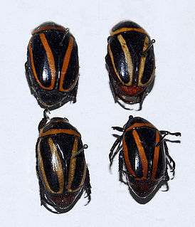 <i>Macraspis</i> Genus of beetles