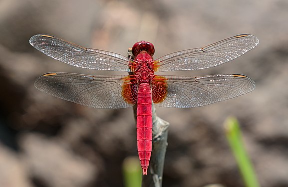 Scarlet skimmer, taken at Keitakuen.