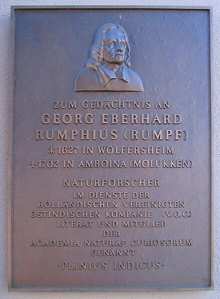 File:Schild Georg Eberhard Rumpf in Wölfersheim.jpg