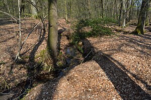 Schleswig-Holstein, Aukrug, Tönsheider Wald NIK 9812.JPG