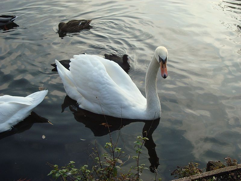 File:Schwäne am schäfersee,berlin reinickendorf - panoramio (16).jpg