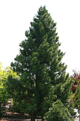 Umbrella fir (Sciadopitys verticillata)