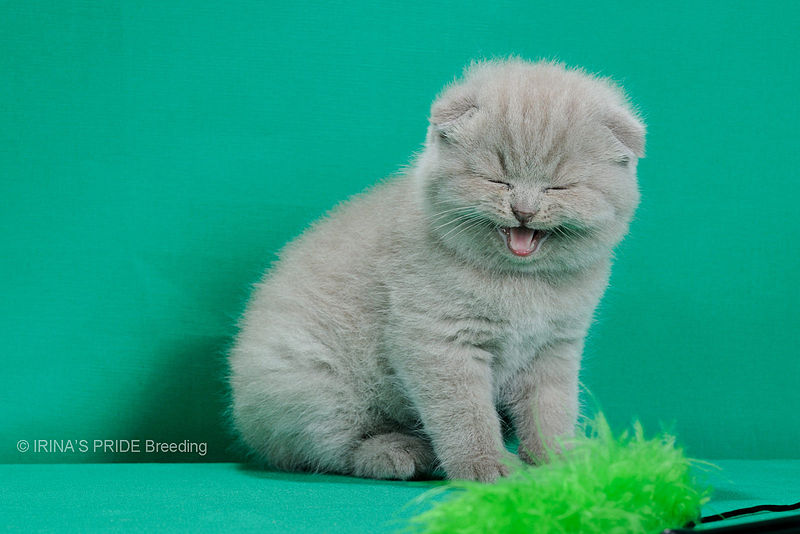 File:Scottish fold- straight 13.JPG