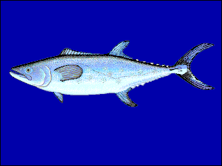 The Chinese mackerel, also known as the Chinese seerfish, is a ray-finned bony fish in the family Scombridae, better known as the mackerel family. More specifically, this fish is a member of the tribe Scomberomorini, the Spanish mackerels. It is a marine species occurring in the Western Pacific Ocean, but it also enters the Mekong River.
