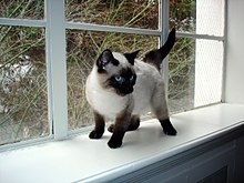 Sziámi macska – Wikipédia