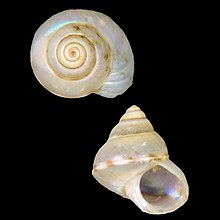 Seashell Cantharidus nolfi.jpg