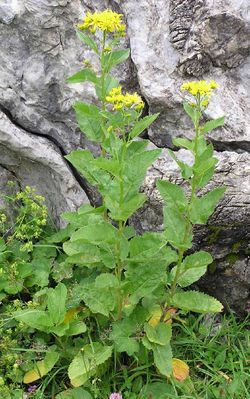 Alpine Ragwort (Jacobaea alpina)