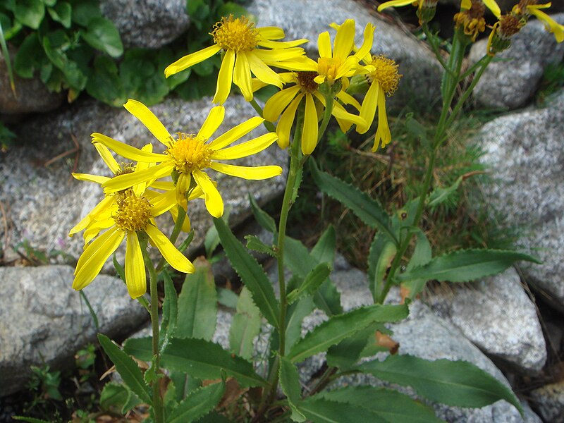 File:Senecio pyrenaicus 1.JPG