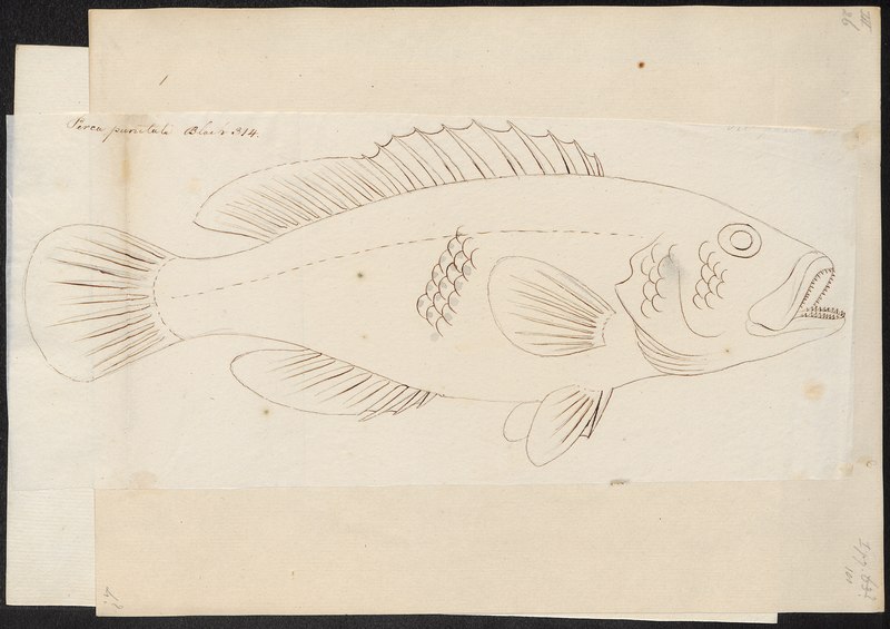 File:Serranus louti - 1774-1804 - Print - Iconographia Zoologica - Special Collections University of Amsterdam - UBA01 IZ12900149.tif