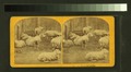 Sheep & lambs (NYPL b11708095-G91F293 011F).tiff