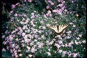 Shenandoah National Park SHEN3666.jpg