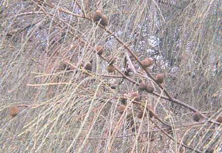 Tập_tin:Sheoak_cones_medium.jpg