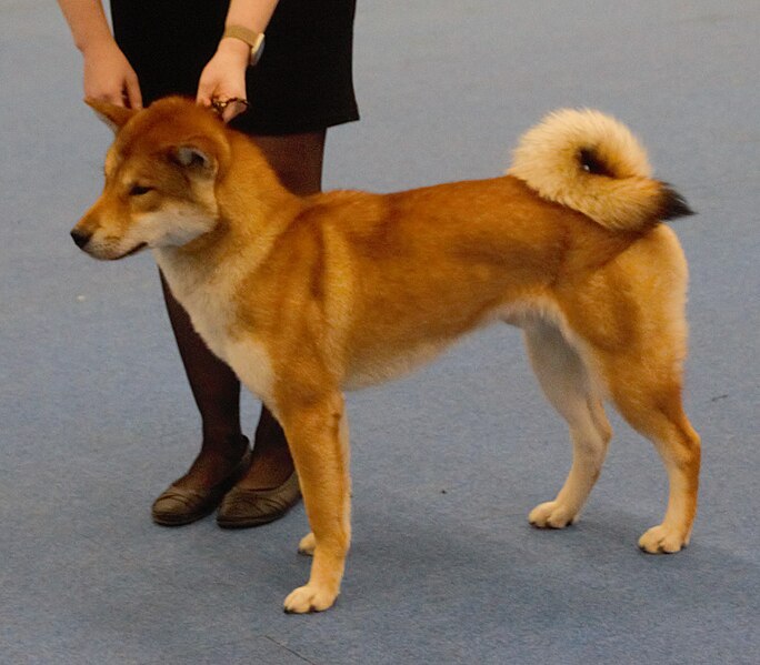 File:Shikokukendog2.jpg