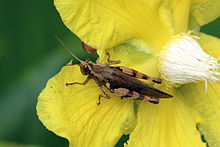 Xenocatantops humilis Borneo. Short-horned grasshopper (Xenocatantops humilis).jpg