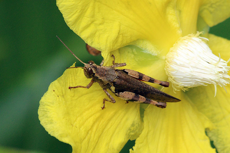 File:Short-horned grasshopper (Xenocatantops humilis).jpg