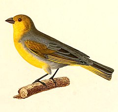 Description de l'image Sicalis luteocephala 1847.jpg.