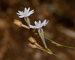 Silene reinwardtii 1. jpg