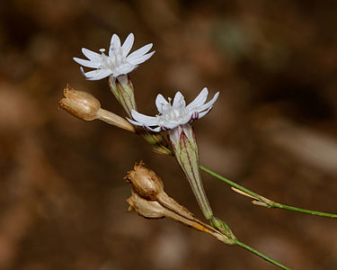 Silene reinwardtii