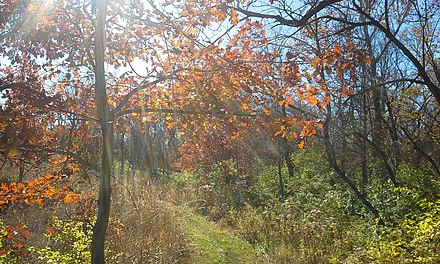 Indianapolis has state parks, conservancies, small reserved areas downtown, and the natural resource area of Skiles Test Nature Park (pictured here in autumn).