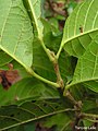 Rameau et base des feuilles de Sloanea guianensis