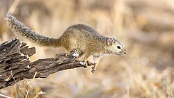 Smith's Bush Squirrel.jpg