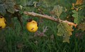 Solanum umtuma