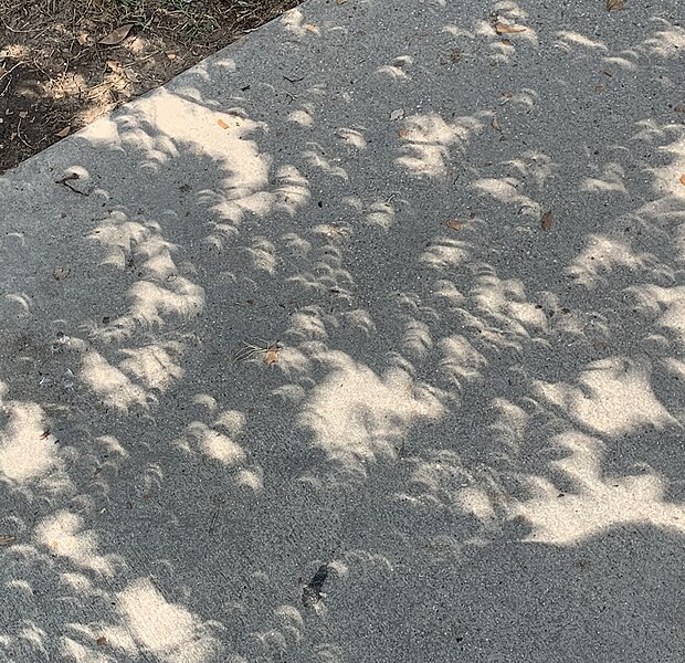 File:Solar eclipse crescent shadows, College Station TX.jpg