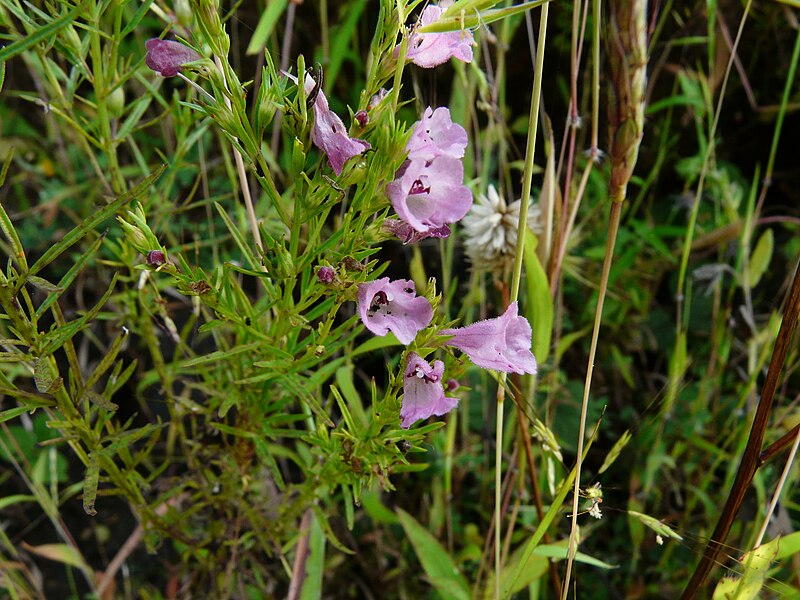 File:Sopubia trifida (2911894533).jpg