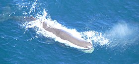 Sperm whale 12.jpg