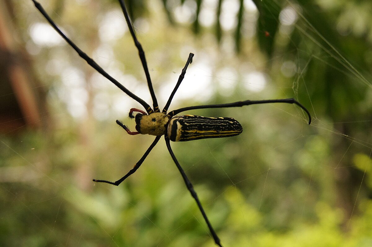 spider-wiktionary