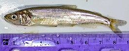 Spirinchus thaleichthys