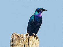 Splendid Glossy Starling-Kakum N.P.-Ghana, Original by Francesco Veronesi, Dec. 07, 2014.jpg