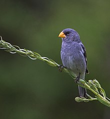 Sporophila beltoni - Tropeiro Seedeater (еркек) .JPG