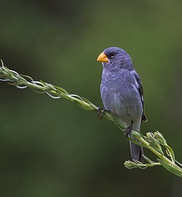 Самець тропейрового зерноїда