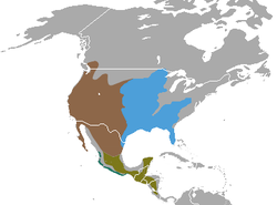 Udbredelse af plettede stinkdyr      Spilogale gracilis Merriam, 1890      Spilogale putorius Linnaeus, 1758      Spilogale pygmaea Thomas, 1898      Spilogale angustifrons Howell, 1902