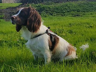 <span class="mw-page-title-main">English Springer Spaniel</span> Breed of gun dog